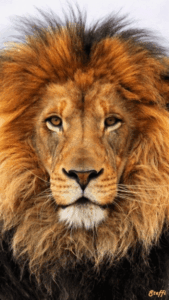 Lion Gif Lion Gif