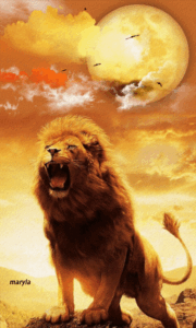 Lion Gif Lion Gif