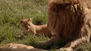 Lion Gif Lion Gif