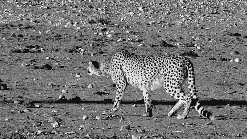 Cheetah Gif