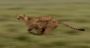 Cheetah Gif Cheetah Gif