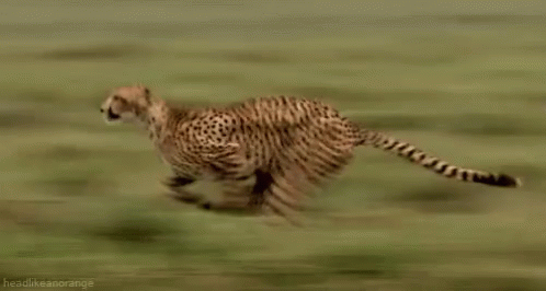 Cheetah Gif