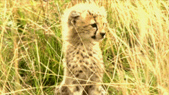 Cheetah Gif