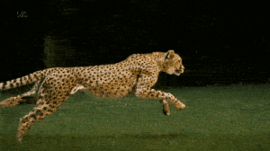 Cheetah Gif Cheetah Gif