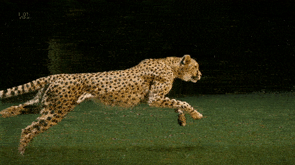Cheetah Gif
