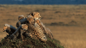 Cheetah Gif Cheetah Gif