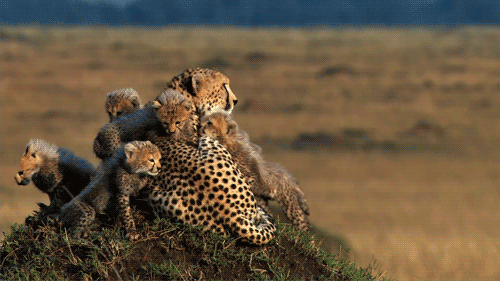 Cheetah Gif
