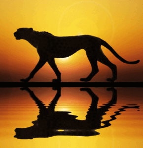 Cheetah Gif Cheetah Gif