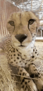 Cheetah Gif Cheetah Gif