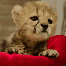 Cheetah Gif