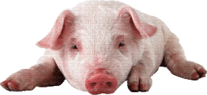 Pig Gif Pig Gif