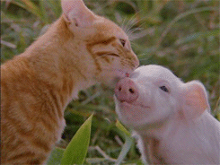 Pig Gif