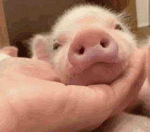 Pig Gif