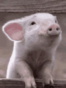 Pig Gif