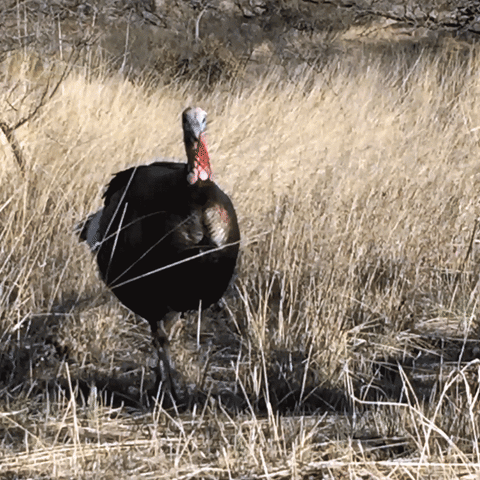 Turkey Gif