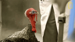 Turkey Gif Turkey Gif
