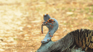 Turkey Gif Turkey Gif