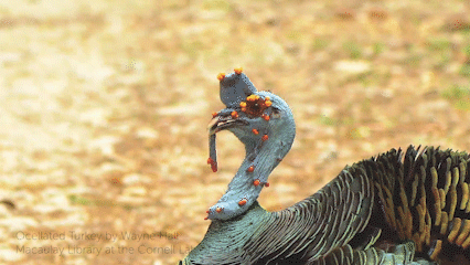 Turkey Gif