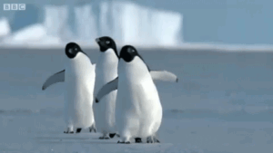 Penguins Gif Penguins Gif