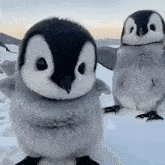 Penguins Gif