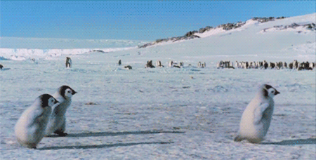 Penguins Gif