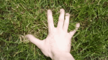 Grass Gif